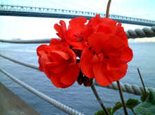 bridgeranium.jpg (182876 bytes)
