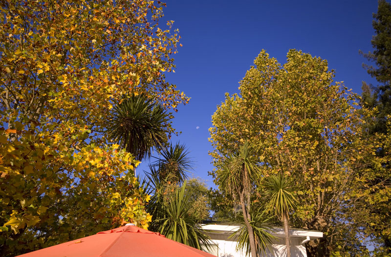 hotel_foliage