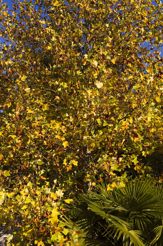 hotel_foliage2
