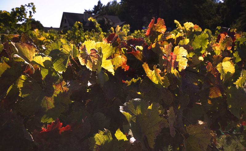 vines2sunrisea