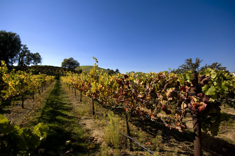 vines_way_home2