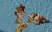 leaves_on_water1