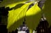 translucent_leaves