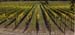 vines1_moshin