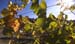 vines5sunrisea
