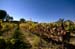 vines_way_home2