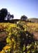 vines_way_home4